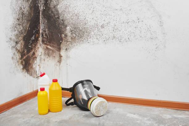 Best Mold Removal and Inspection  in Lakeland Village, CA