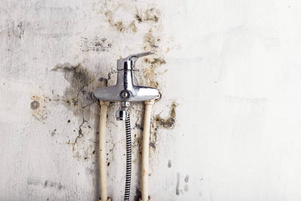 Best Black Mold Removal  in Lakeland Village, CA