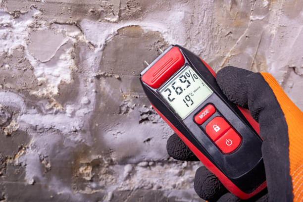 Office Mold Removal Services in Lakeland Village, CA