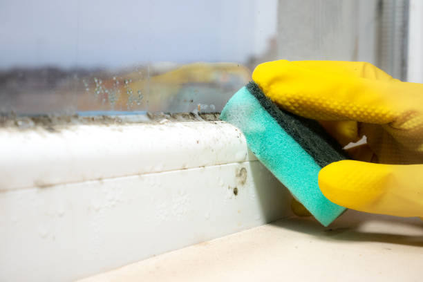Best Mold Removal Process  in Lakeland Village, CA