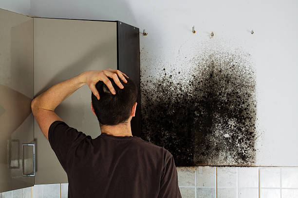 Best Attic Mold Removal  in Lakeland Village, CA