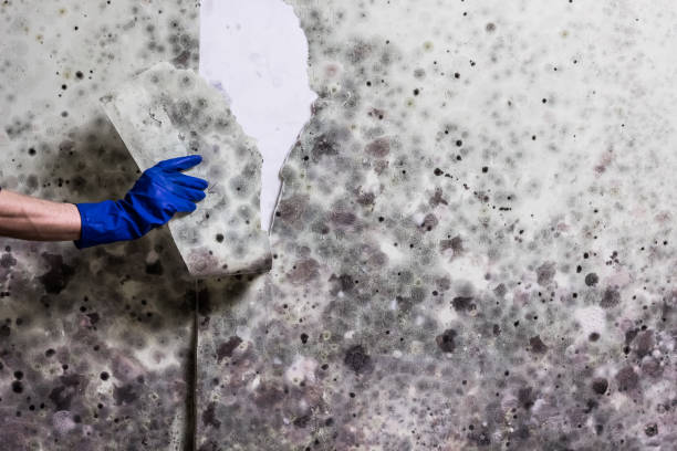 Best Crawl Space Mold Removal  in Lakeland Village, CA